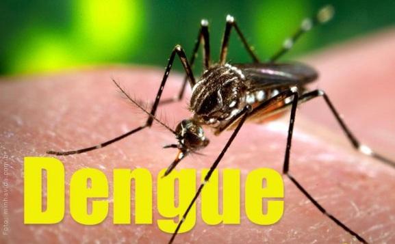 O mosquito transmissor do vírus e suas larvas nascem e se criam em água parada